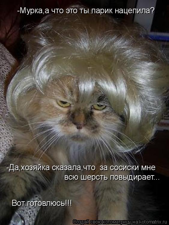 Котоматрица: -Мурка,а что это ты парик нацепила?  -Да,хозяйка сказала,что  за сосиски мне  всю шерсть повыдирает...  Вот готовлюсь!!!