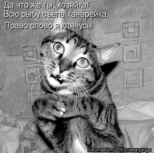 Котоматрица: Да что же ты, хозяйка! Всю рыбу съела канарейка, Право слово я клянусь!