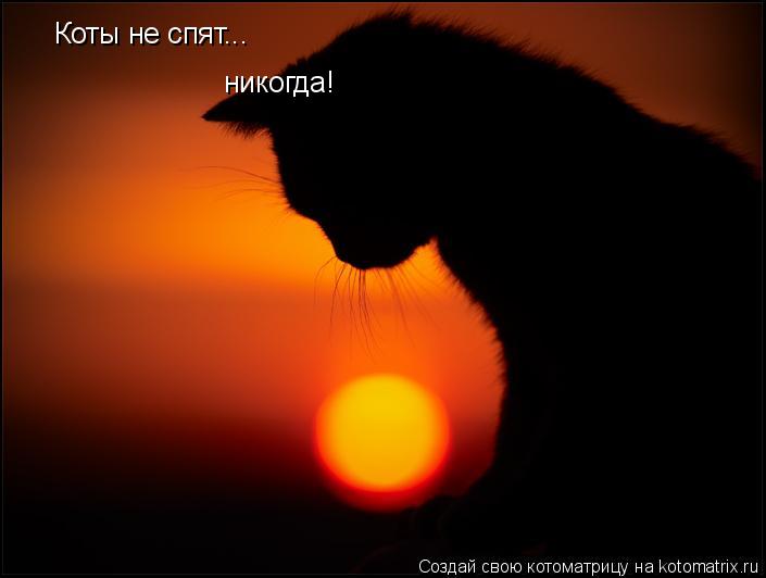 Котоматрица: Коты не спят... никогда!