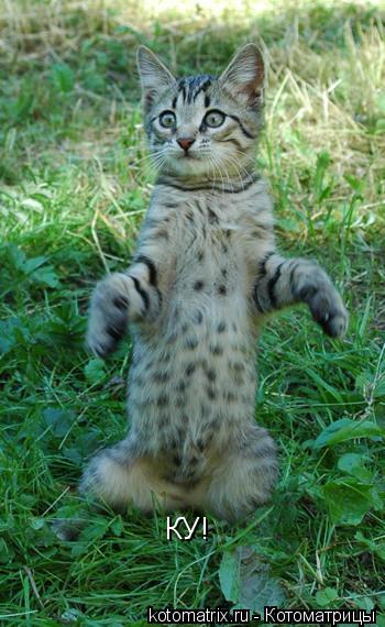 КУ!... Котоматрица: КУ!
