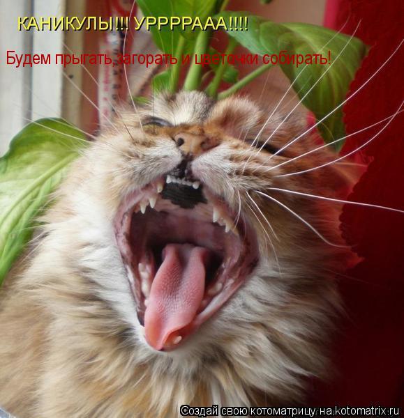 Котоматрица: Будем прыгать,загорать и цветочки собирать!