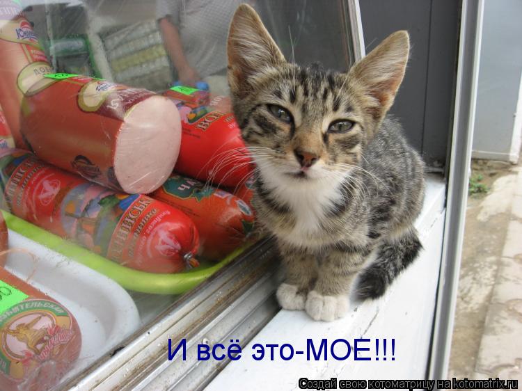 Котоматрица: И всё это-МОЕ!!!