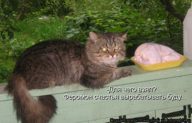 Котоматрица: -Для чего взял? Феромон счастья вырабатывать буду...