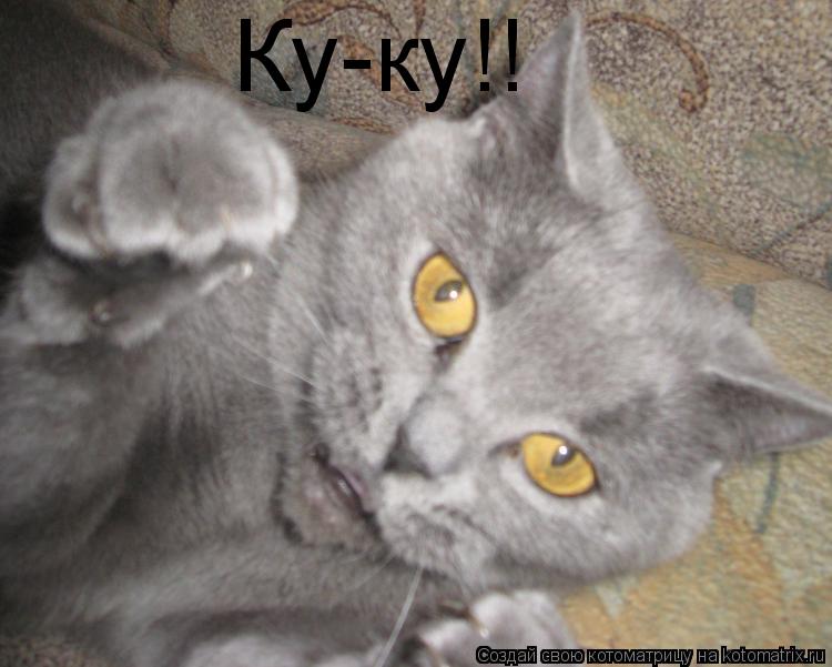Ку-ку!!... Котоматрица: Ку-ку!!