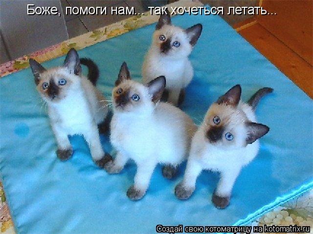 Боже, помоги нам... так хочеться летать...... Котоматрица: Боже, помоги нам... так хочеться летать...