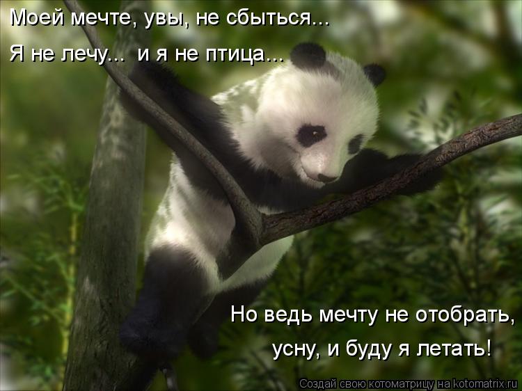 Моей мечте, увы, не сбыться... Я не лечу... и я не птица... Но ведь мечту не отобрать, усну, и буду ... Котоматрица: Моей мечте, увы, не сбыться... Я не лечу... и я не птица... Но ведь мечту не отобрать, усну, и буду я летать!