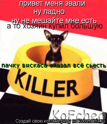 Котоматрица: привет меня звали ну ладно ну не мешайте мне есть а то хозяин купил большую  пачку вискаса сказал всё сьесть