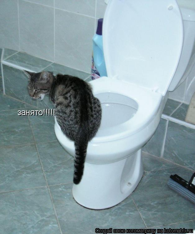 Котоматрица: занято!!!!!