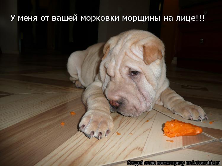 Котоматрица: У меня от вашей морковки морщины на лице!!!