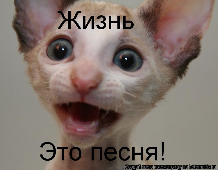 Котоматрица: Жизнь Это песня!