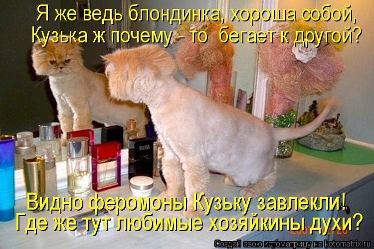 Котоматрица: Я же ведь блондинка, хороша собой, Где же тут любимые хозяйкины духи? Видно феромоны Кузьку завлекли! Кузька ж почему - то  бегает к другой?