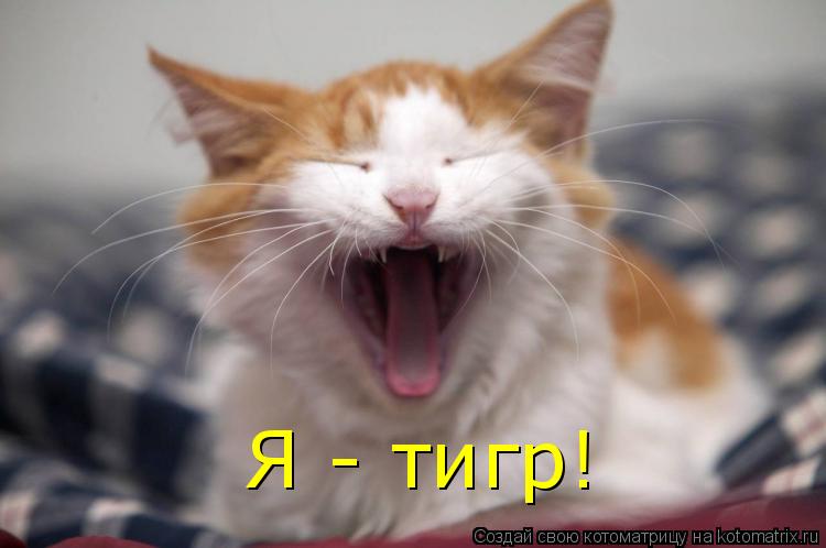 Котоматрица: Я - тигр!