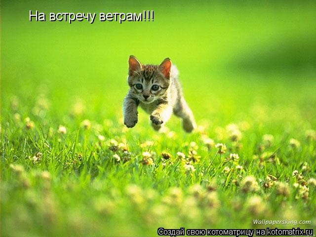 Котоматрица: На встречу ветрам!!!