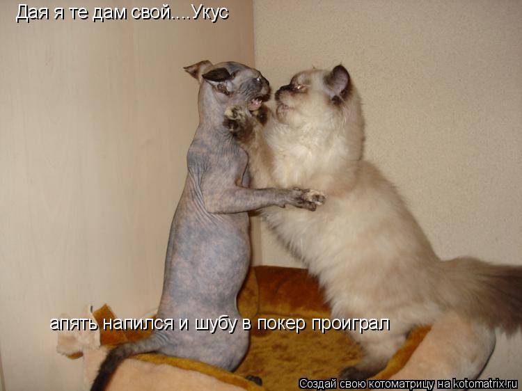 Дая я те дам свой....Укус апять напился и шубу в покер проиграл... Котоматрица: Дая я те дам свой....Укус апять напился и шубу в покер проиграл