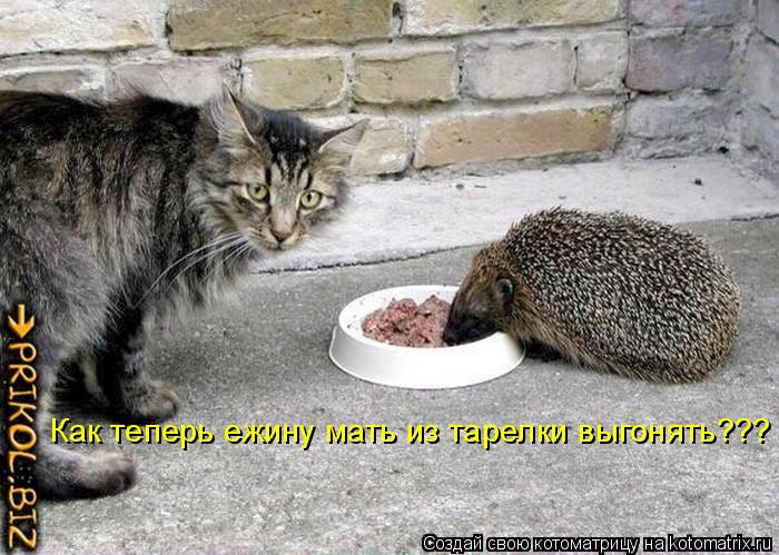 Как теперь ежину мать из тарелки выгонять???... Котоматрица: Как теперь ежину мать из тарелки выгонять???