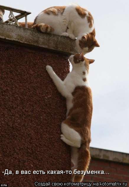 Котоматрица: -Да, в вас есть какая-то безуменка...