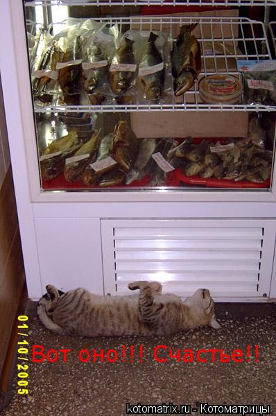 Котоматрица: Вот оно!!! Счастье!!
