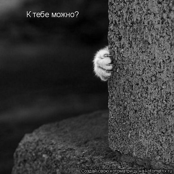 Котоматрица: К тебе можно?