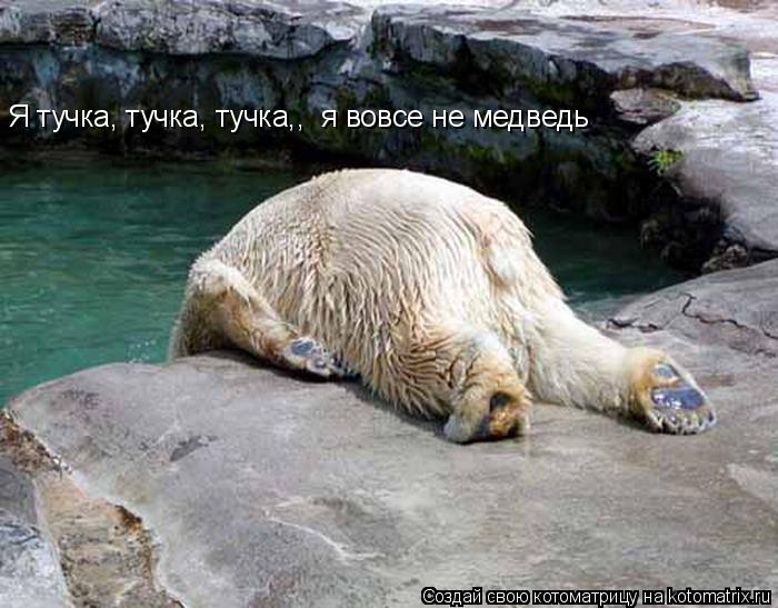 Я тучка, тучка, тучка,, я вовсе не медведь... Котоматрица: Я тучка, тучка, тучка,, я вовсе не медведь