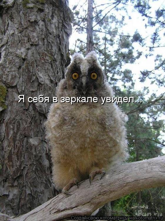 Я себя в зеркале увидел...... Котоматрица: Я себя в зеркале увидел...