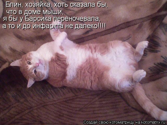 Котоматрица: Блин, хозяйка, хоть сказала бы, что в доме мыши, я бы у Барсика переночевала, а то и до инфаркта не далеко!!!!