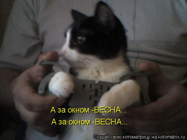 Котоматрица: А за окном -ВЕСНА... А за окном -ВЕСНА...