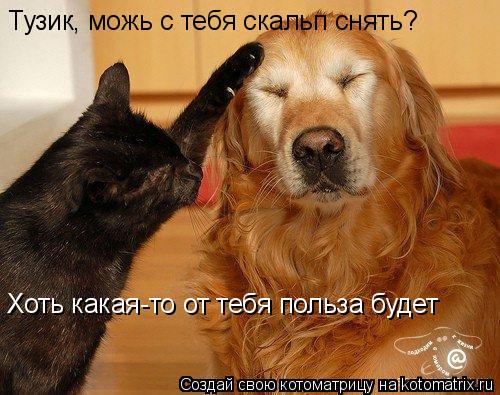 Котоматрица: Тузик, можь с тебя скальп снять? Хоть какая-то от тебя польза будет