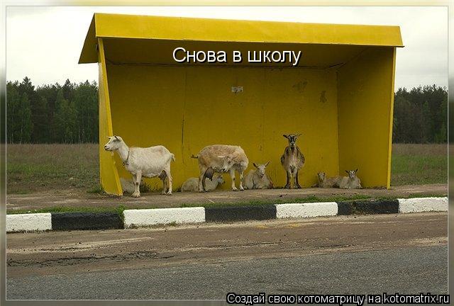 Котоматрица: Снова в школу