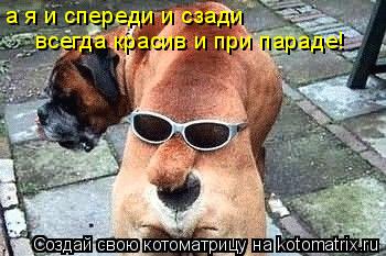 Котоматрица: а я и спереди и сзади всегда красив и при параде!