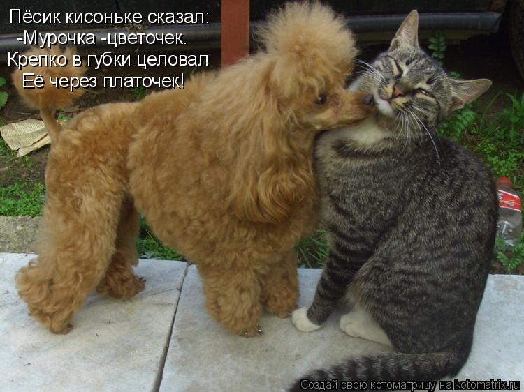 Котоматрица: Пёсик кисоньке сказал: -Мурочка -цветочек. Крепко в губки целовал Её через платочек!