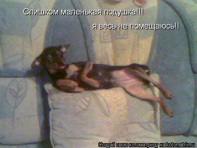 Котоматрица: Слишком маленькая подушка!!! я весь не помещаюсь!!