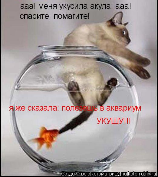 ааа! меня укусила акула! ааа! спасите, помагите! я же сказала: полезешь в аквариум УКУШУ!!!... Котоматрица: ааа! меня укусила акула! ааа! спасите, помагите! я же сказала: полезешь в аквариум УКУШУ!!!