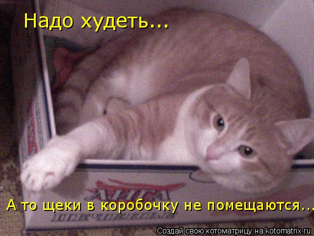 Надо худеть... А то щеки в коробочку не помещаются...... Котоматрица: Надо худеть... А то щеки в коробочку не помещаются...