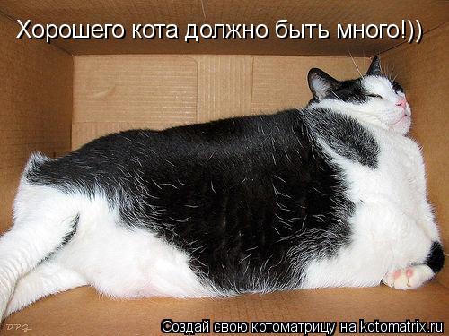 Хорошего кота должно быть много!))... Котоматрица: Хорошего кота должно быть много!))