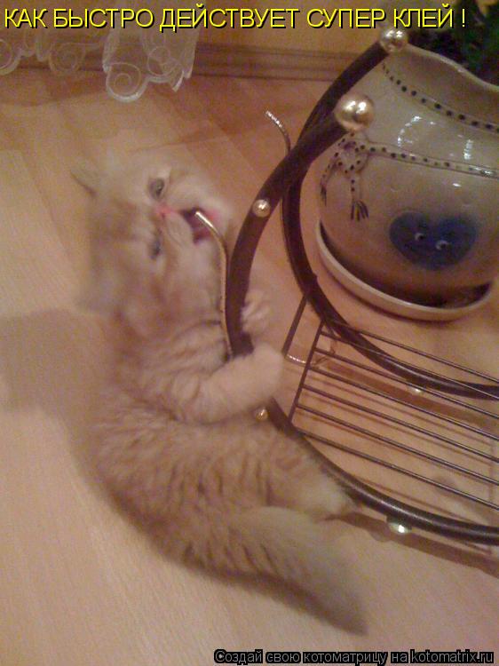 Котоматрица: КАК БЫСТРО ДЕЙСТВУЕТ СУПЕР КЛЕЙ !