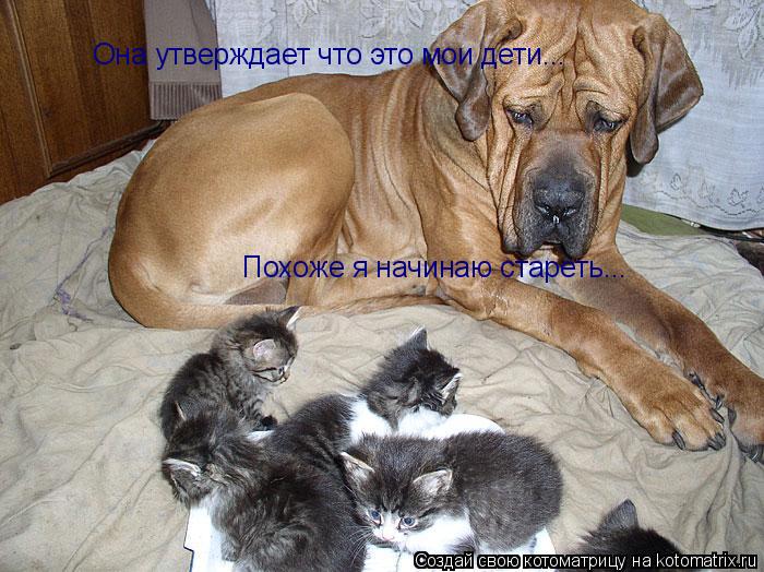 Котоматрица: Она утверждает что это мои дети... Похоже я начинаю стареть...