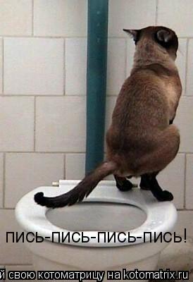 пись-пись-пись-пись!... Котоматрица: пись-пись-пись-пись!