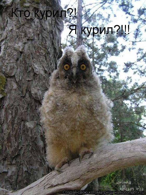 Котоматрица: Кто курил?!  Я курил?!!!