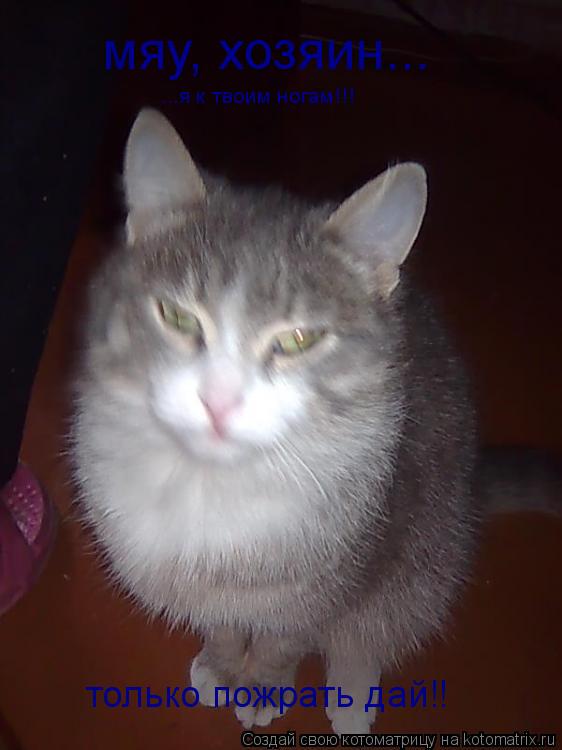 Котоматрица: мяу, хозяин... ...я к твоим ногам!!! только пожрать дай!!