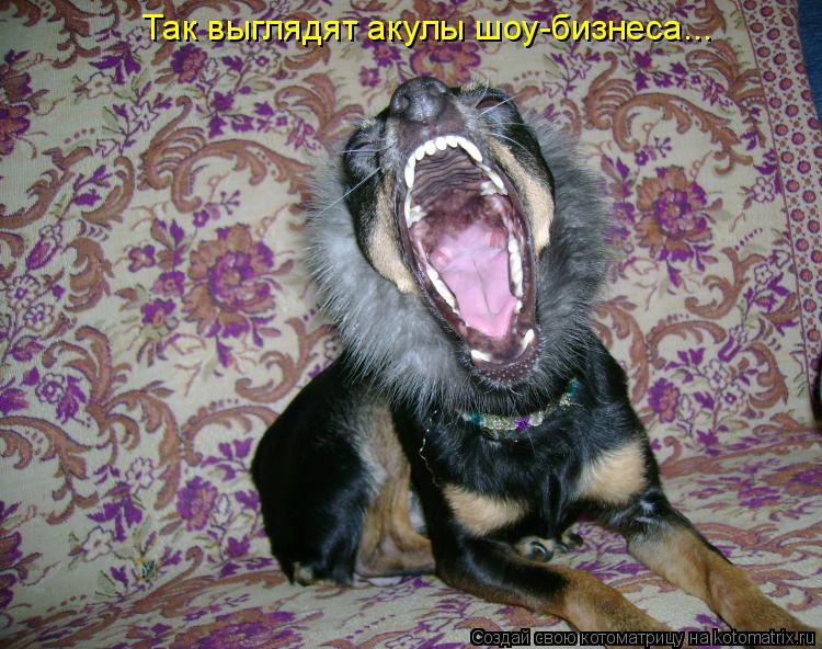 Котоматрица: Так выглядят акулы шоу-бизнеса...
