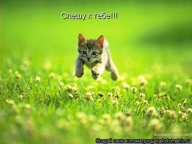 Котоматрица: Спешу к тебе!!!