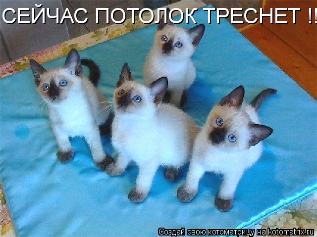 Котоматрица: СЕЙЧАС ПОТОЛОК ТРЕСНЕТ !!!