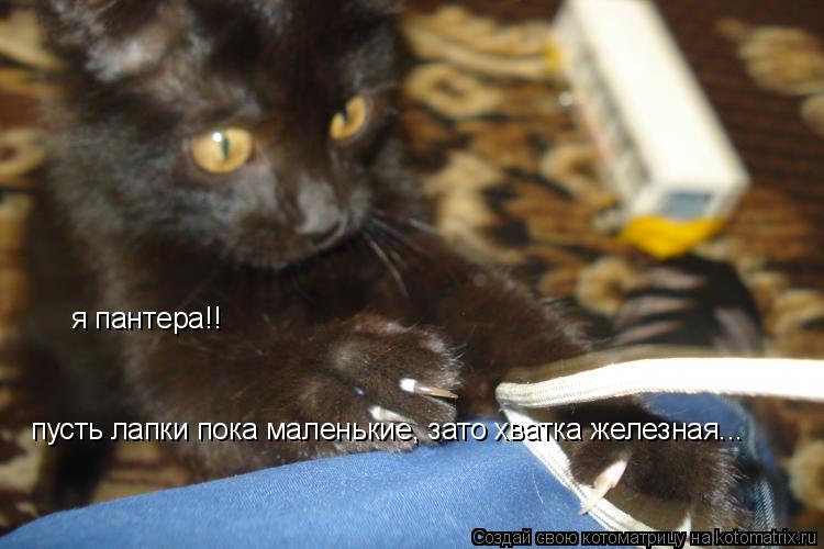 Котоматрица: я пантера!!  пусть лапки пока маленькие, зато хватка железная...