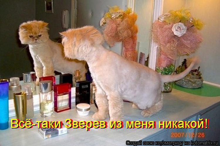 Всё-таки Зверев из меня никакой! Всё-таки Зверев из меня никакой!... Котоматрица: Всё-таки Зверев из меня никакой! Всё-таки Зверев из меня никакой!