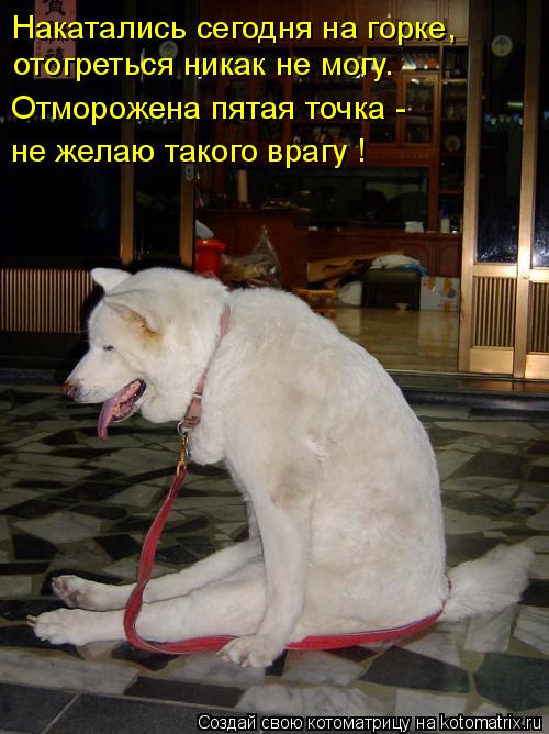 Накатались сегодня на горке, отогреться никак не могу. Отморожена пятая точка - не желаю такого врагу... Котоматрица: Накатались сегодня на горке, отогреться никак не могу. Отморожена пятая точка - не желаю такого врагу !