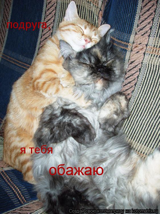 Котоматрица: подруга, я тебя  обажаю