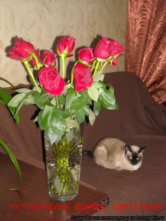 Котоматрица: НУ ЧТО Я ХУЖЕ  ВСЯКИХ  "ЦВЕТОЧКОВ"