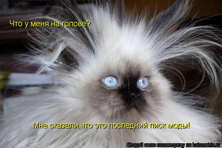 Котоматрица: Что у меня на голове? Мне сказали,что это последний писк моды!
