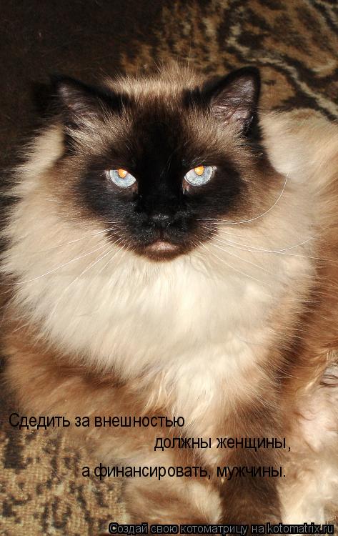 Котоматрица: Сдедить за внешностью  должны женщины , а финансировать, мужчины.