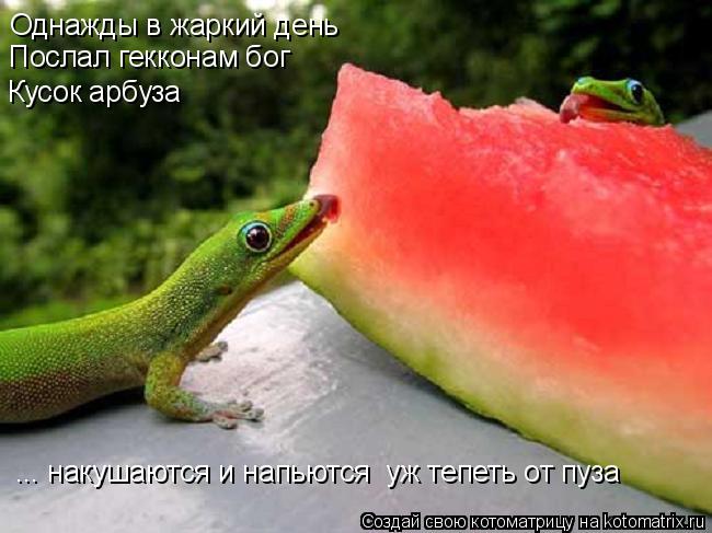 Котоматрица: Однажды в жаркий день Послал гекконам бог Кусок арбуза ... накушаются и напьются  уж тепеть от пуза